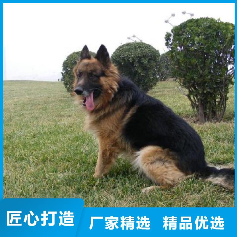 【德国牧羊犬德牧犬现货批发】