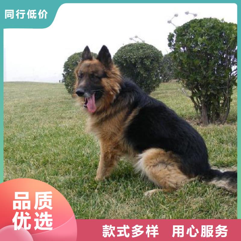 德国牧羊犬比特犬严格把控质量