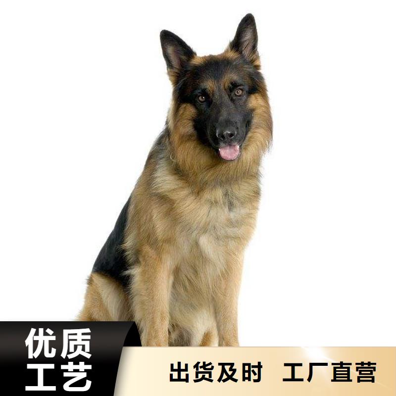 【德国牧羊犬】拉布拉多犬现货供应