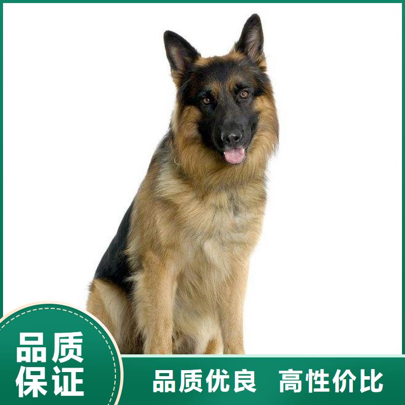 德国牧羊犬-杜高犬厂家案例