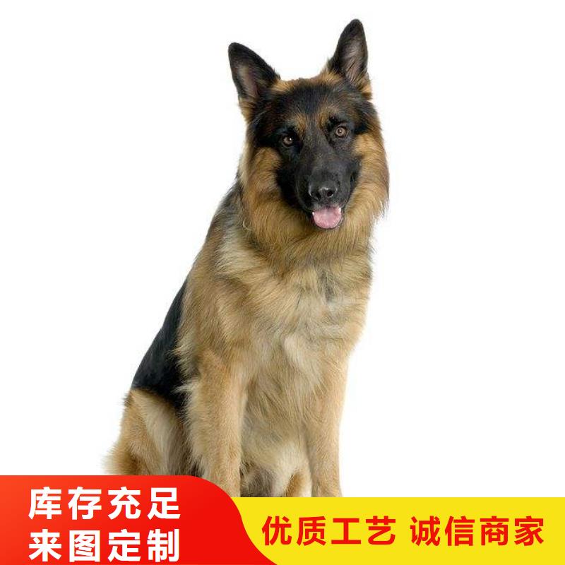 德国牧羊犬卡斯罗犬严格把控每一处细节