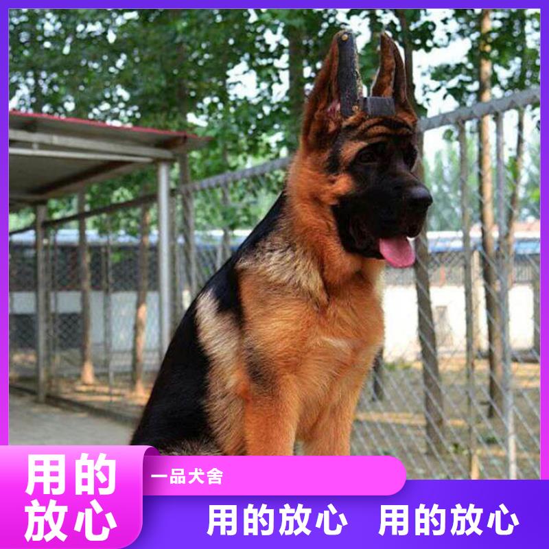 德国牧羊犬杜宾犬常年供应