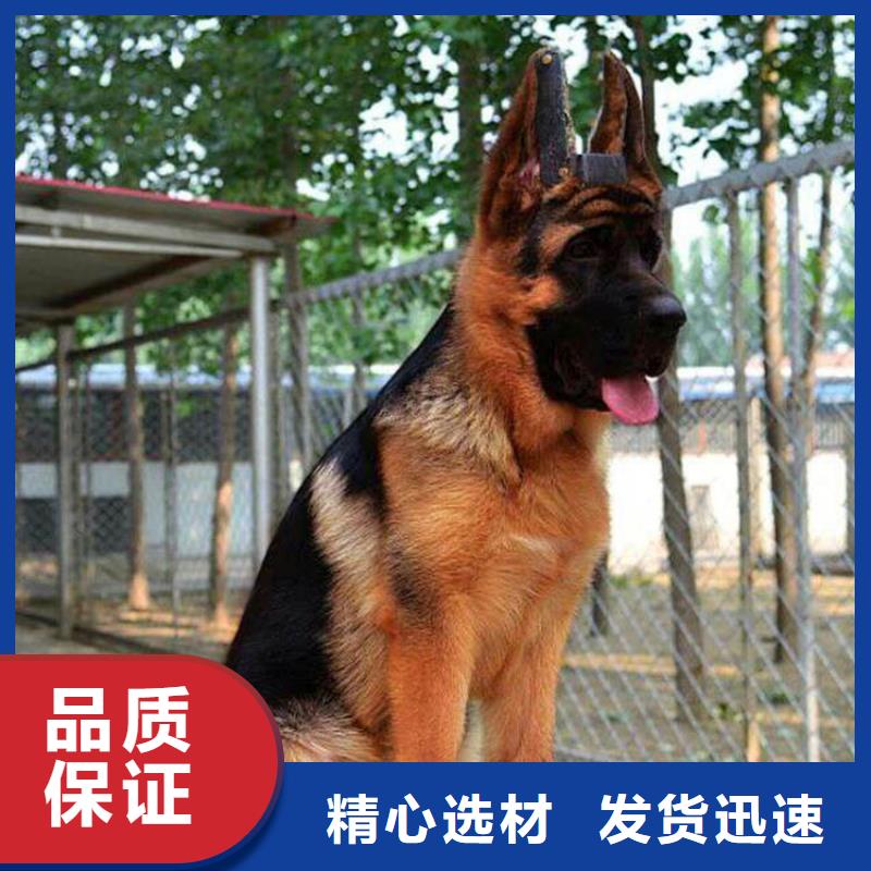 德国牧羊犬马犬工艺精细质保长久