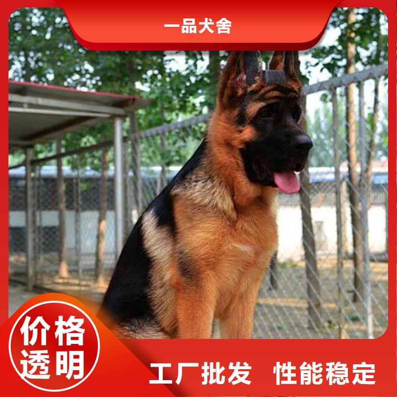 德国牧羊犬卡斯罗犬拒绝中间商