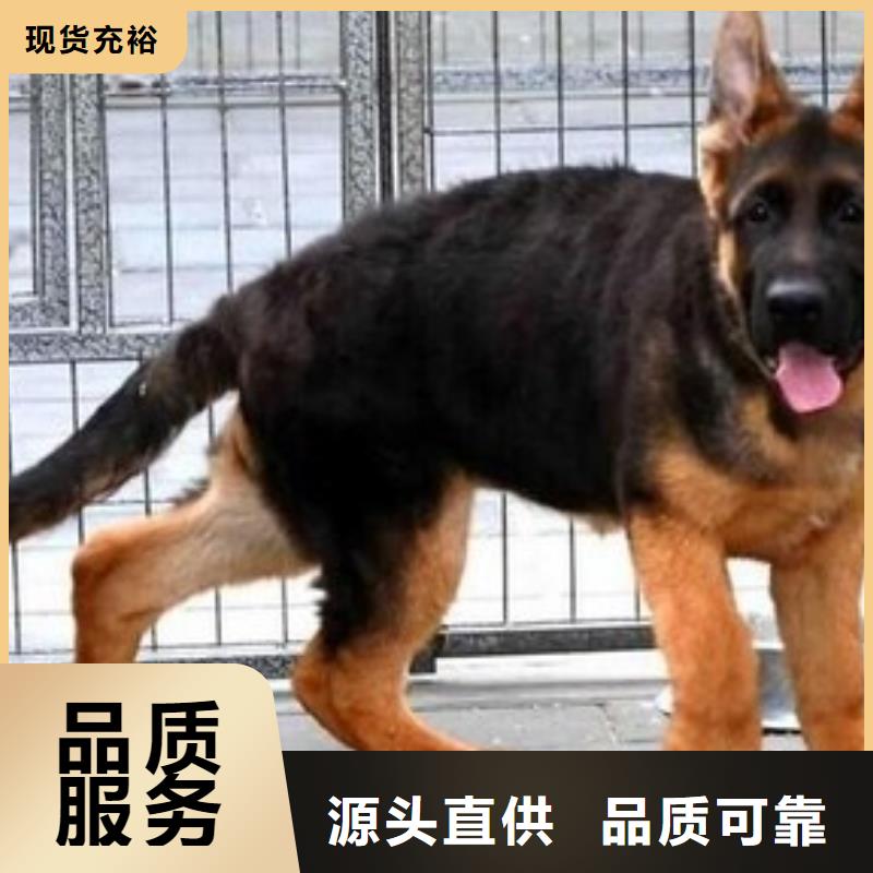 德国牧羊犬德牧犬产地源头好货