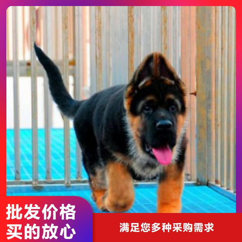 【德国牧羊犬】拉布拉多犬现货供应