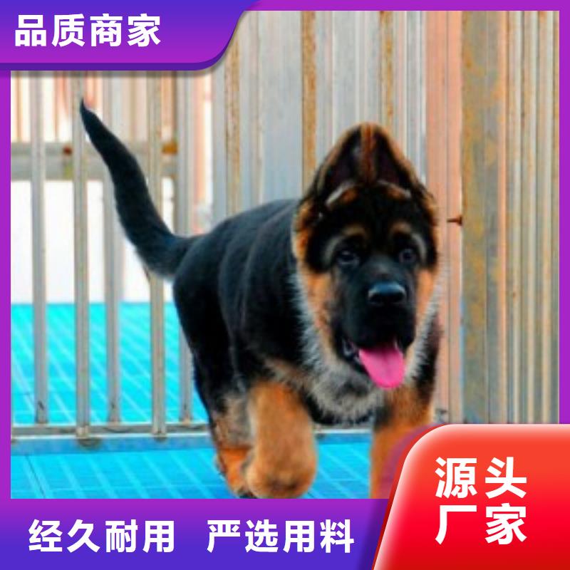 德国牧羊犬杜高犬专注产品质量与服务