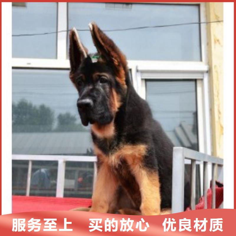 德国牧羊犬马犬追求品质