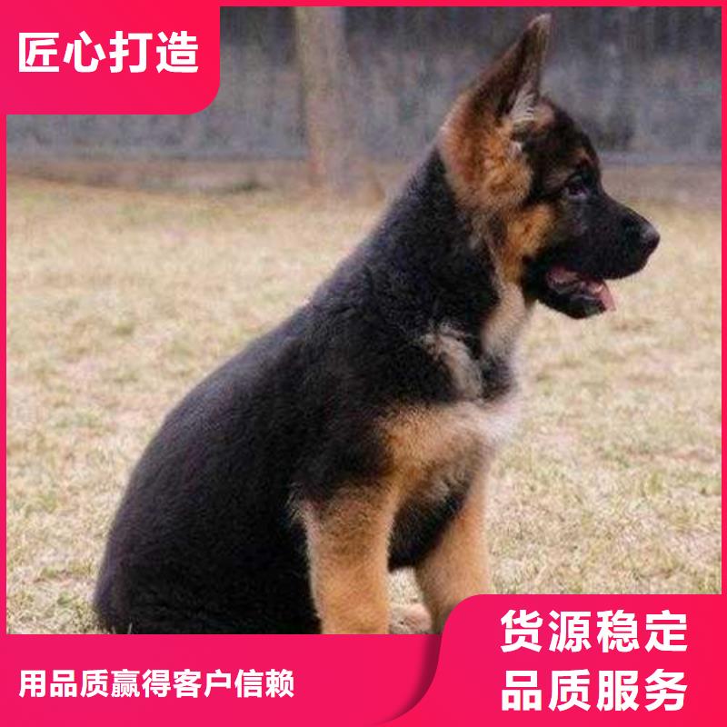 德国牧羊犬-杜高犬厂家案例