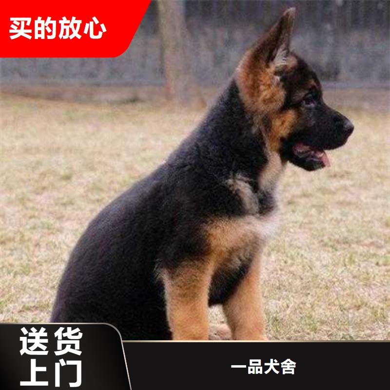 【德国牧羊犬】拉布拉多犬现货供应