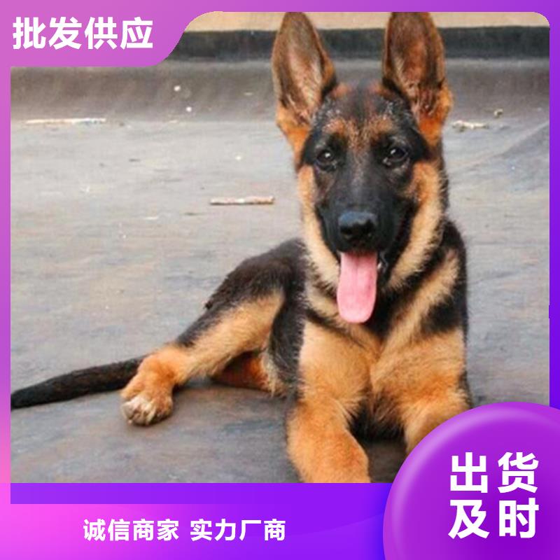 德国牧羊犬_德牧犬对质量负责