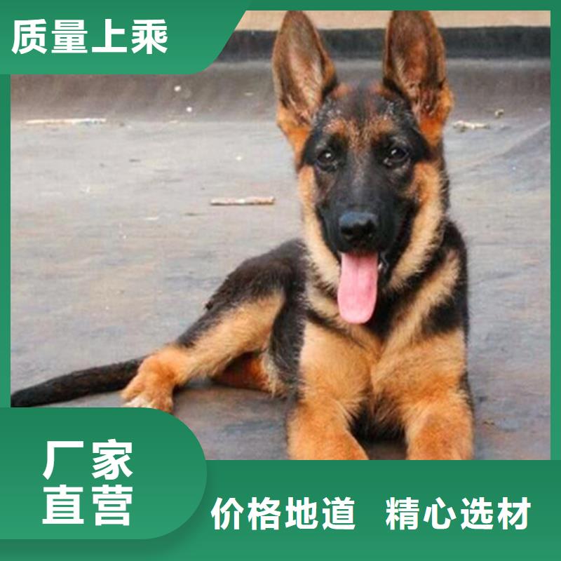 【德国牧羊犬比特犬甄选好物】