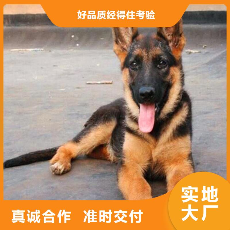 德国牧羊犬马犬工艺精细质保长久