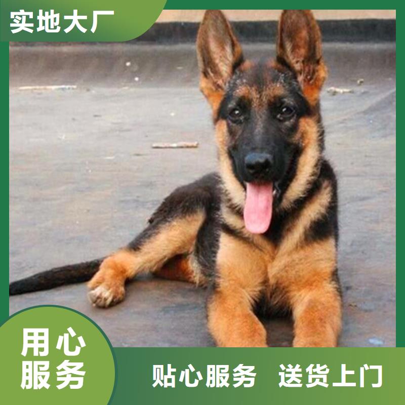 德国牧羊犬马犬实力大厂家