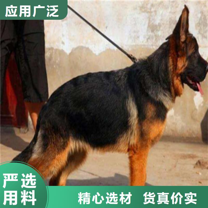 德国牧羊犬德牧犬畅销本地