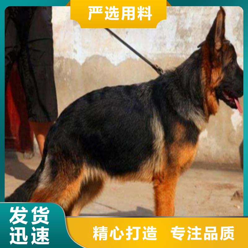 德国牧羊犬罗威纳犬价格实在