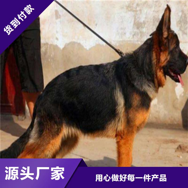 德国牧羊犬,【德牧犬】诚信经营质量保证