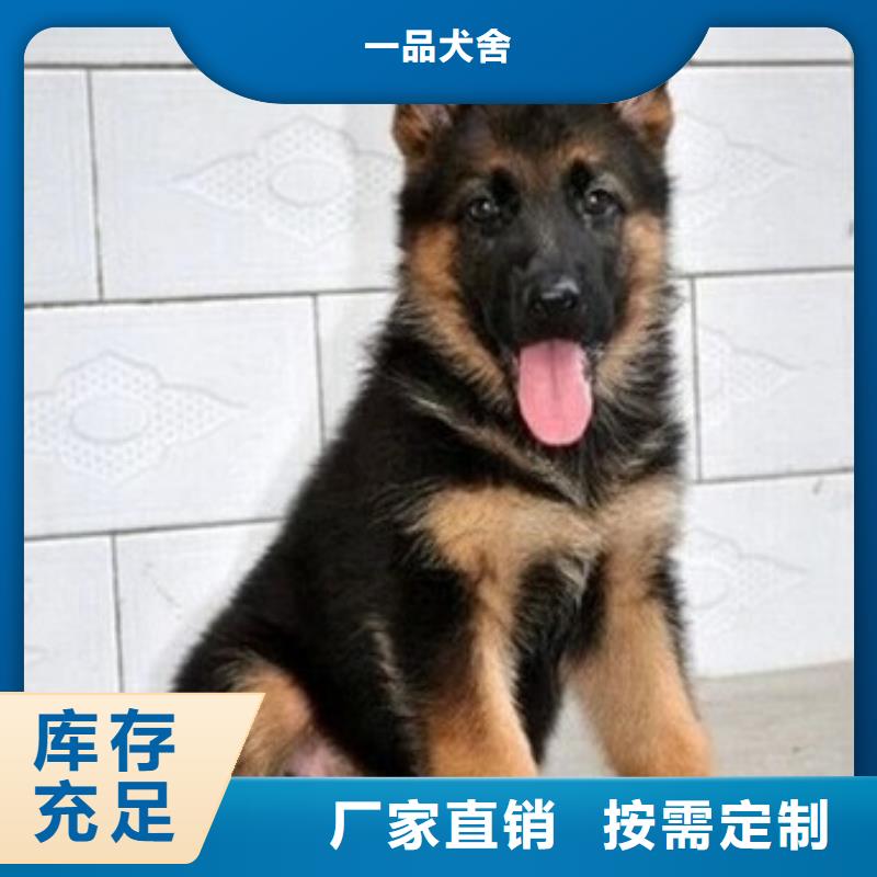 德国牧羊犬,【德牧犬】诚信经营质量保证