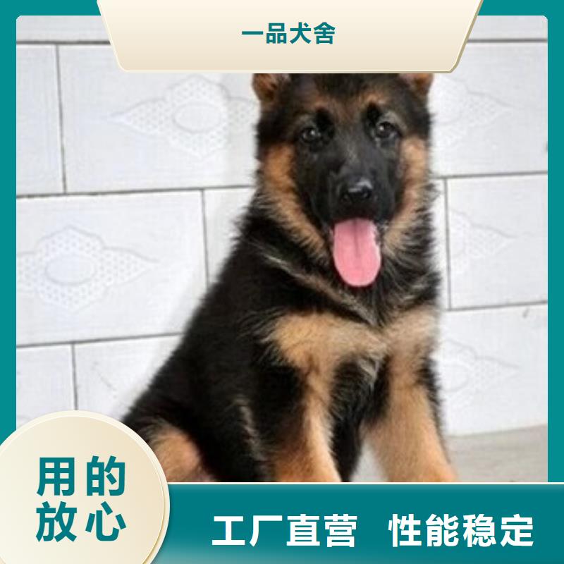 【德国牧羊犬比特犬甄选好物】