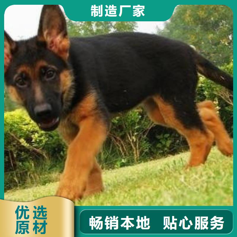 德国牧羊犬德牧犬工厂采购