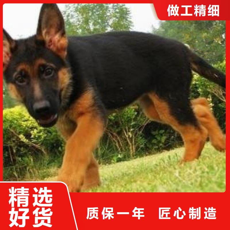 德国牧羊犬【马犬】一手价格