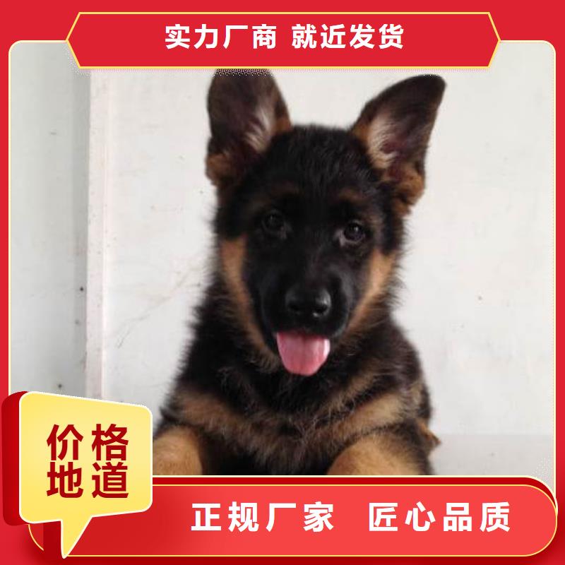 德国牧羊犬-杜高犬厂家案例