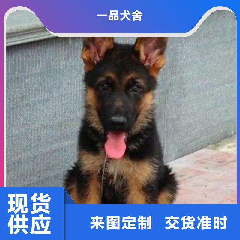 【德国牧羊犬】拉布拉多犬现货供应