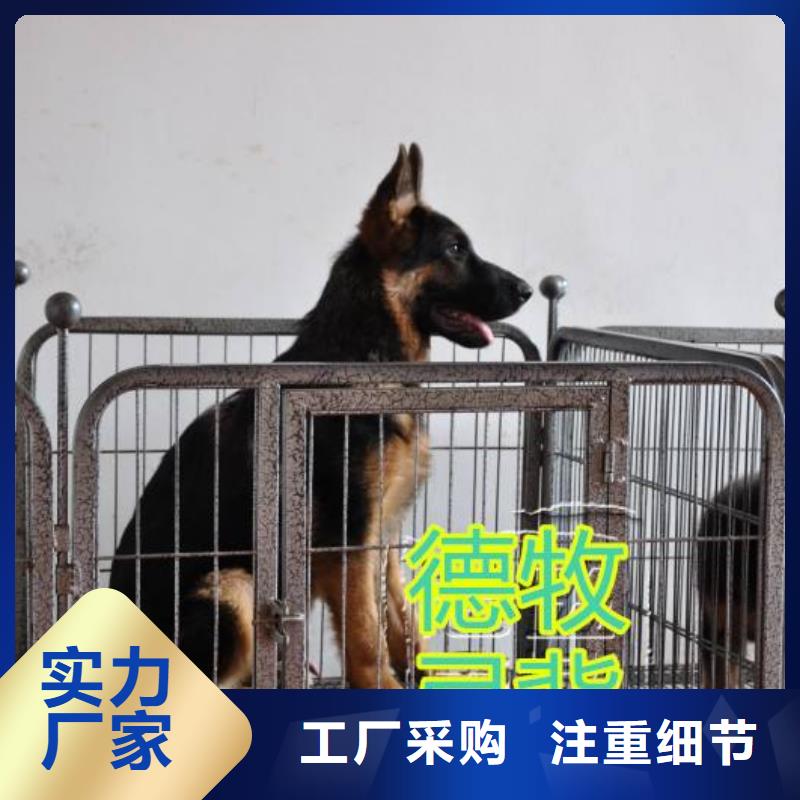 德国牧羊犬卡斯罗犬严格把控每一处细节