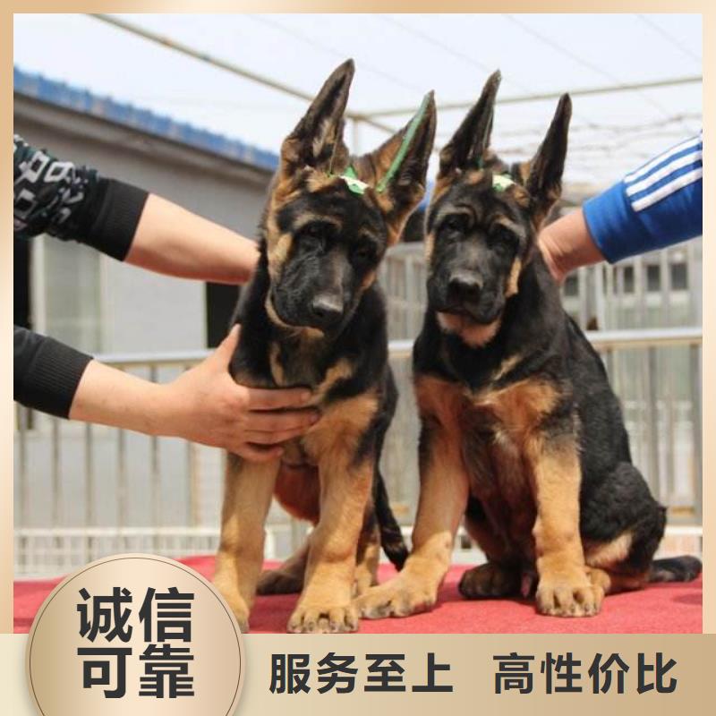 【德国牧羊犬德牧犬的图文介绍】