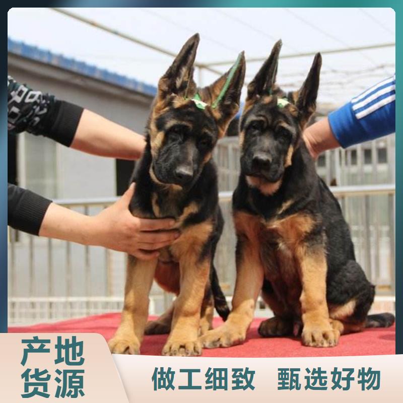 德国牧羊犬杜高犬专注产品质量与服务