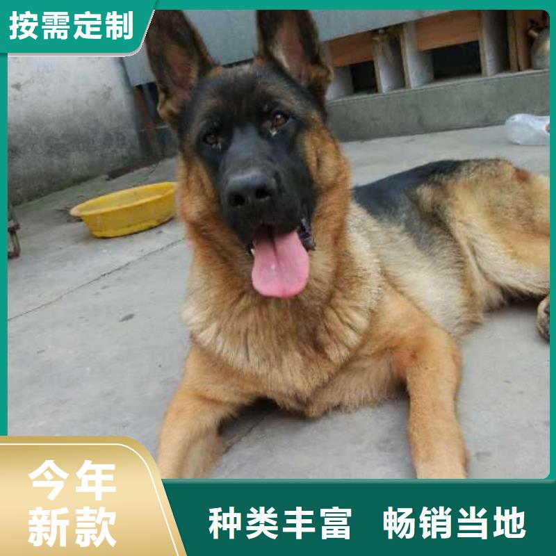 德国牧羊犬-杜宾犬打造行业品质