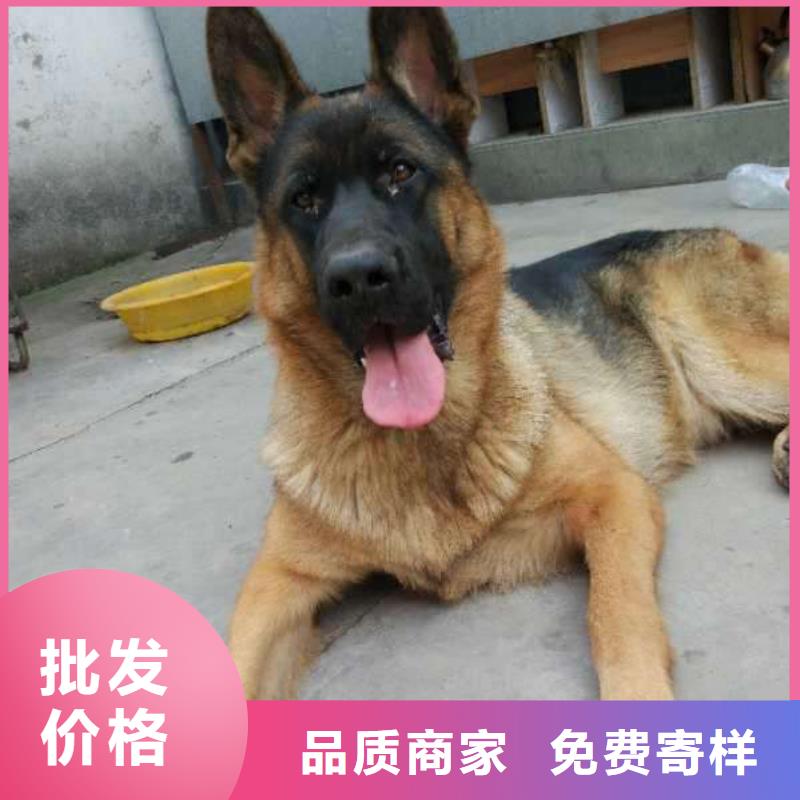 德国牧羊犬-杜高犬厂家案例