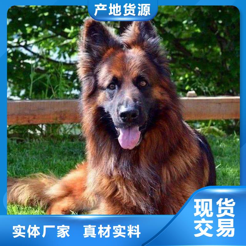 德国牧羊犬,卡斯罗犬让客户买的放心