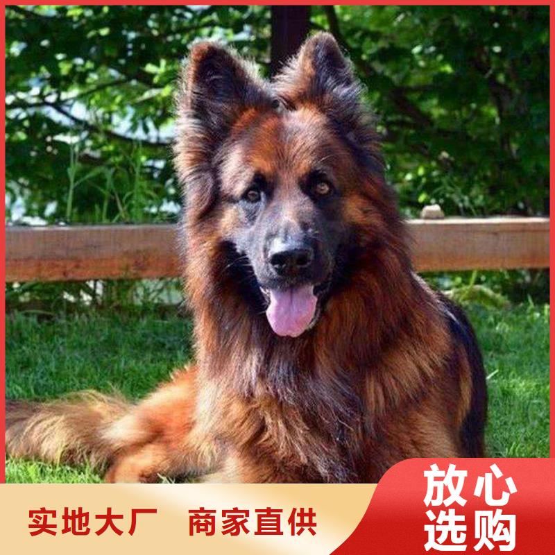 德国牧羊犬杜高犬专注产品质量与服务