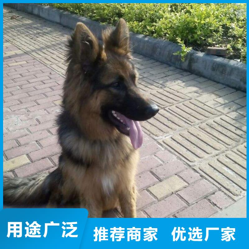 德国牧羊犬杜高犬专注产品质量与服务