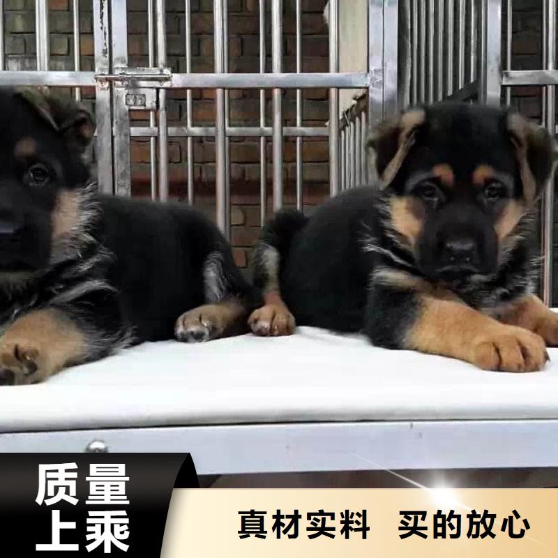 德国牧羊犬-马犬用心服务