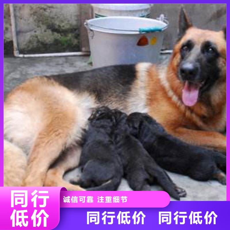 【德国牧羊犬比特犬推荐商家】-本地<一品>