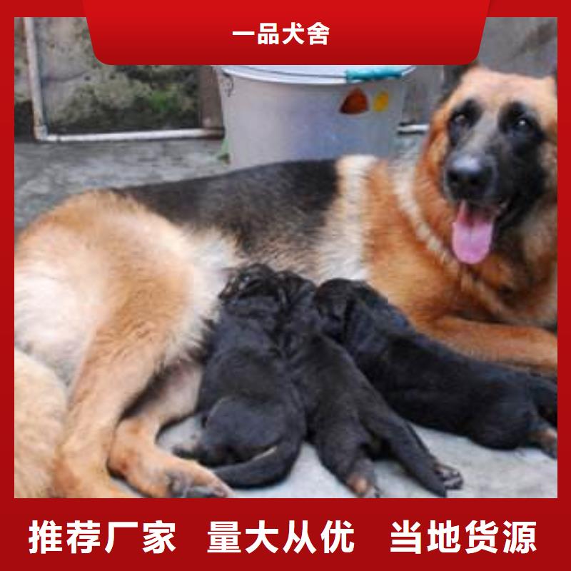 【德国牧羊犬_高加索 犬好货有保障】-支持加工定制{一品}