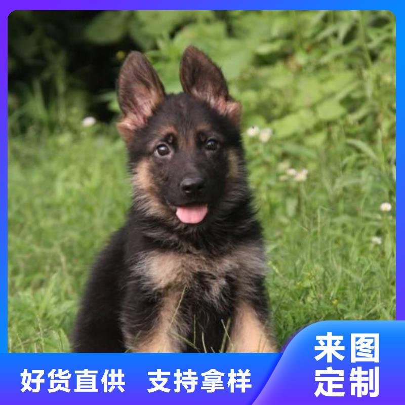 【德国牧羊犬_高加索 犬好货有保障】-支持加工定制{一品}