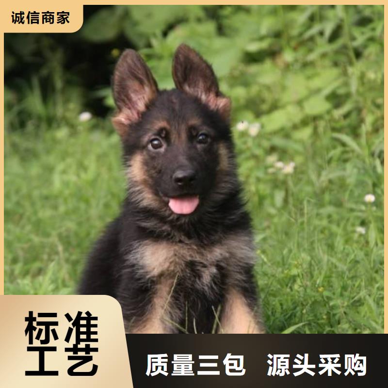 【德国牧羊犬_黑狼品质优选】-有口皆碑《一品》