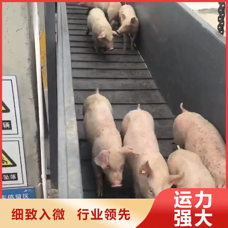 泗阳县到二育运输安静舒适